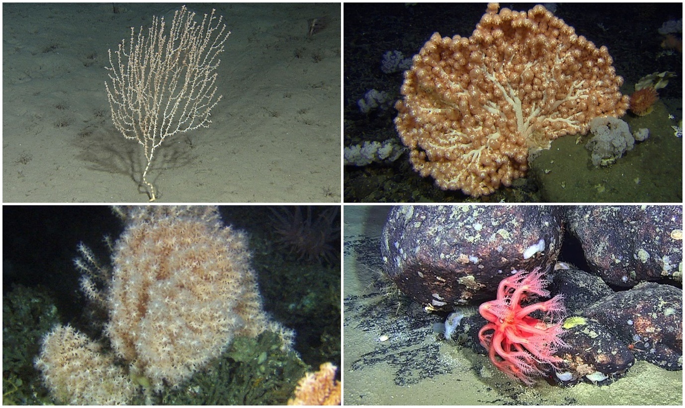 Kollasj som viser fire koralltyper. De ser alle ut som små busker