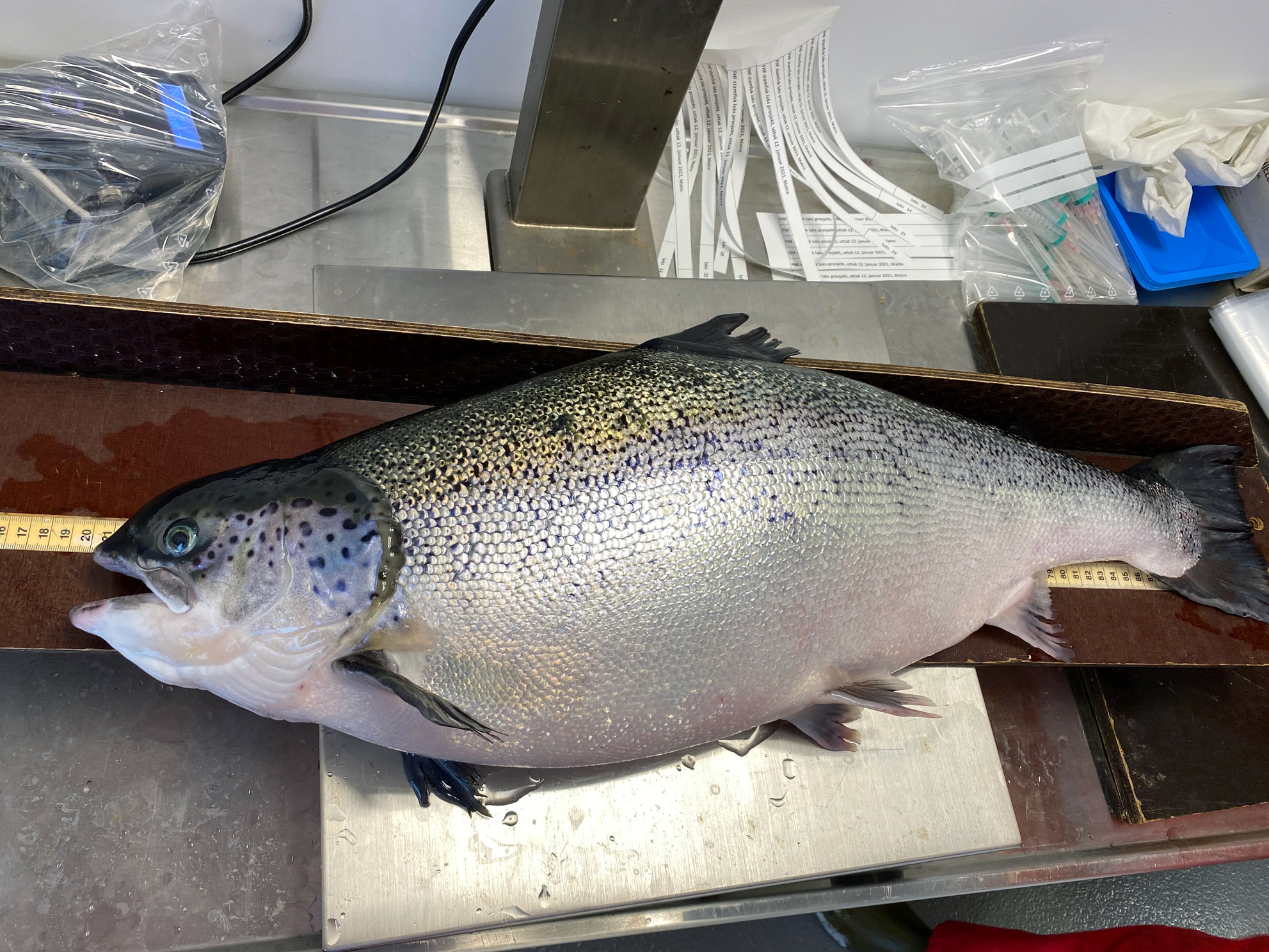 Laks på prøvebrett på lab.