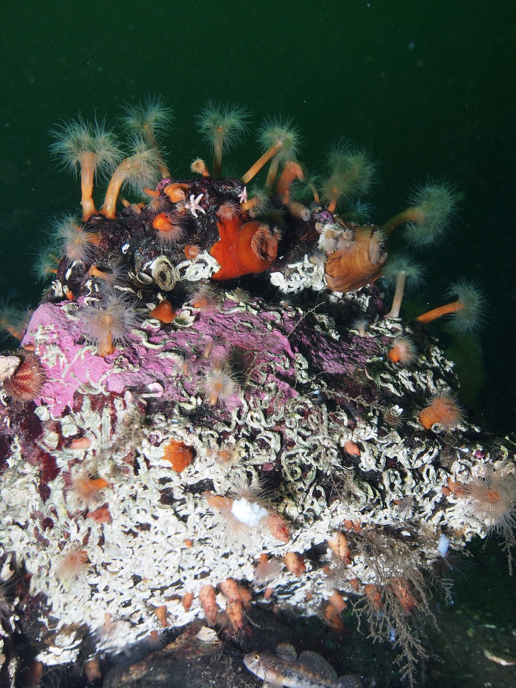 Bilete av ein stor stein med ulike fastgroande artar.