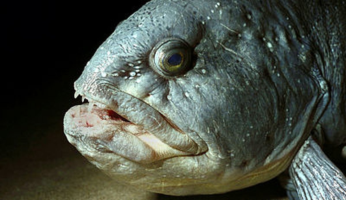 Hodet til gråsteinbit under vann.