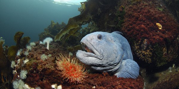 

Steinbit mellom stein og tare på havbunnen. Anemone i rødt foran den, og man ser lyset fra overflaten som skinner ned. 