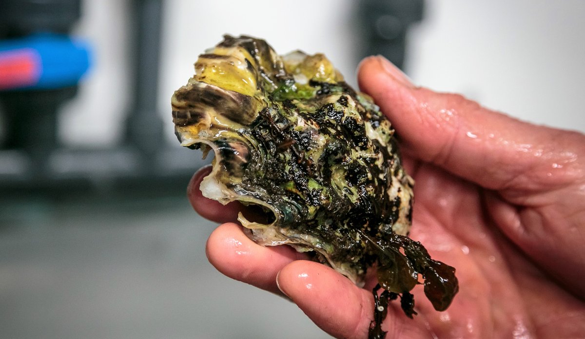 Stillehavsøsters holdes opp og vises frem