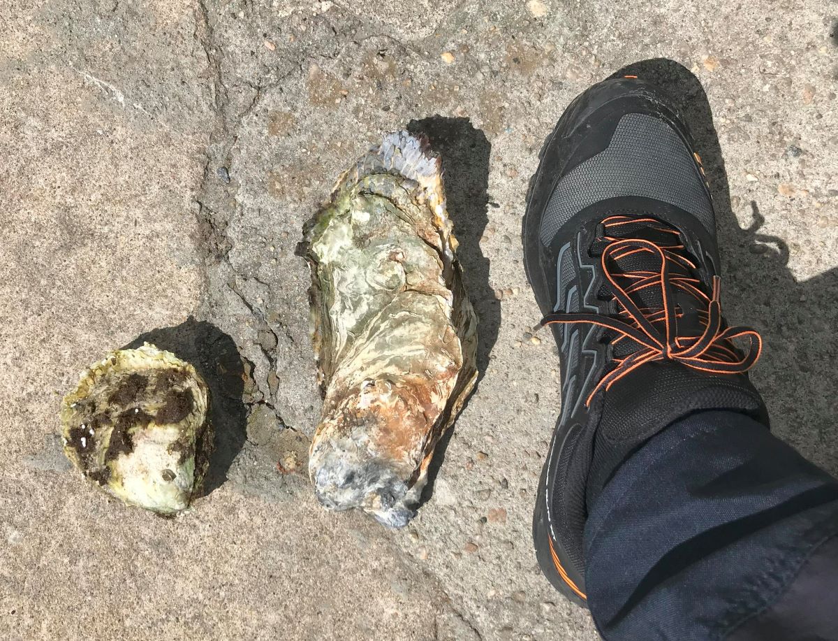 Bilde som viser størrelsesforholdet mellom flatøsters og stillehavsøsters