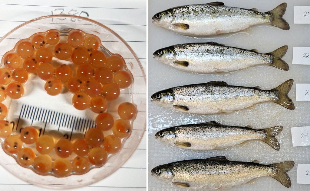 To foto ved sidan av kvarandre. Det eine er av ei blank skål som er fylt med lakseegg. Desse ser ut som oransje klinkekuler med auger. På bildet ved sidan av er det seks fiskar som ligg på rad.