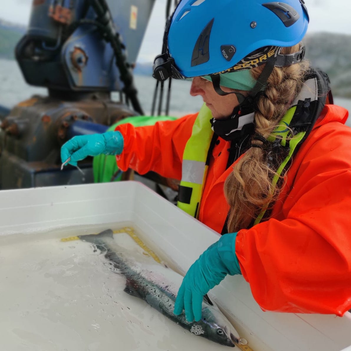 foto av kvinne som bruker pinsett på en laks
