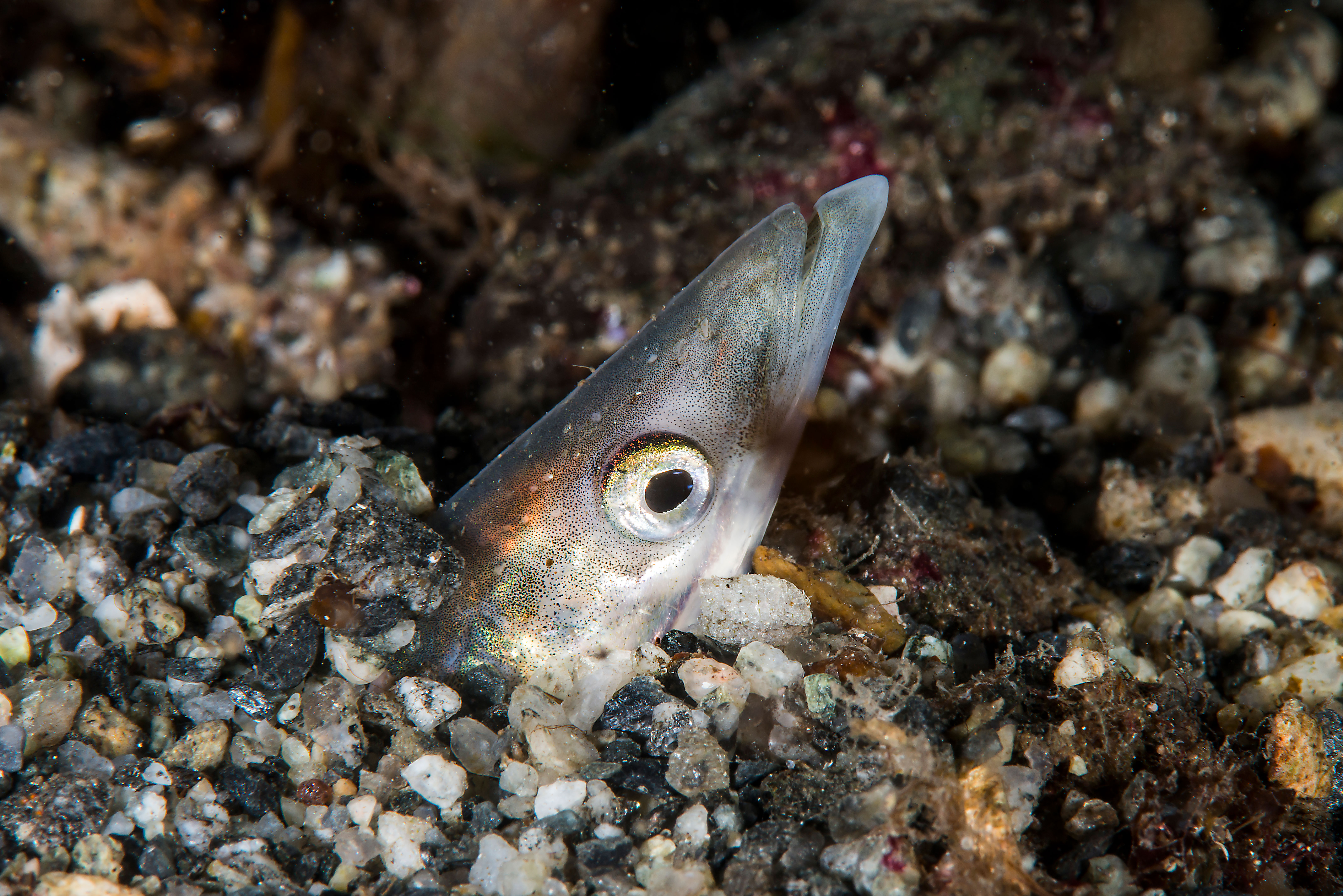 tobis stikker hodet opp av sanden