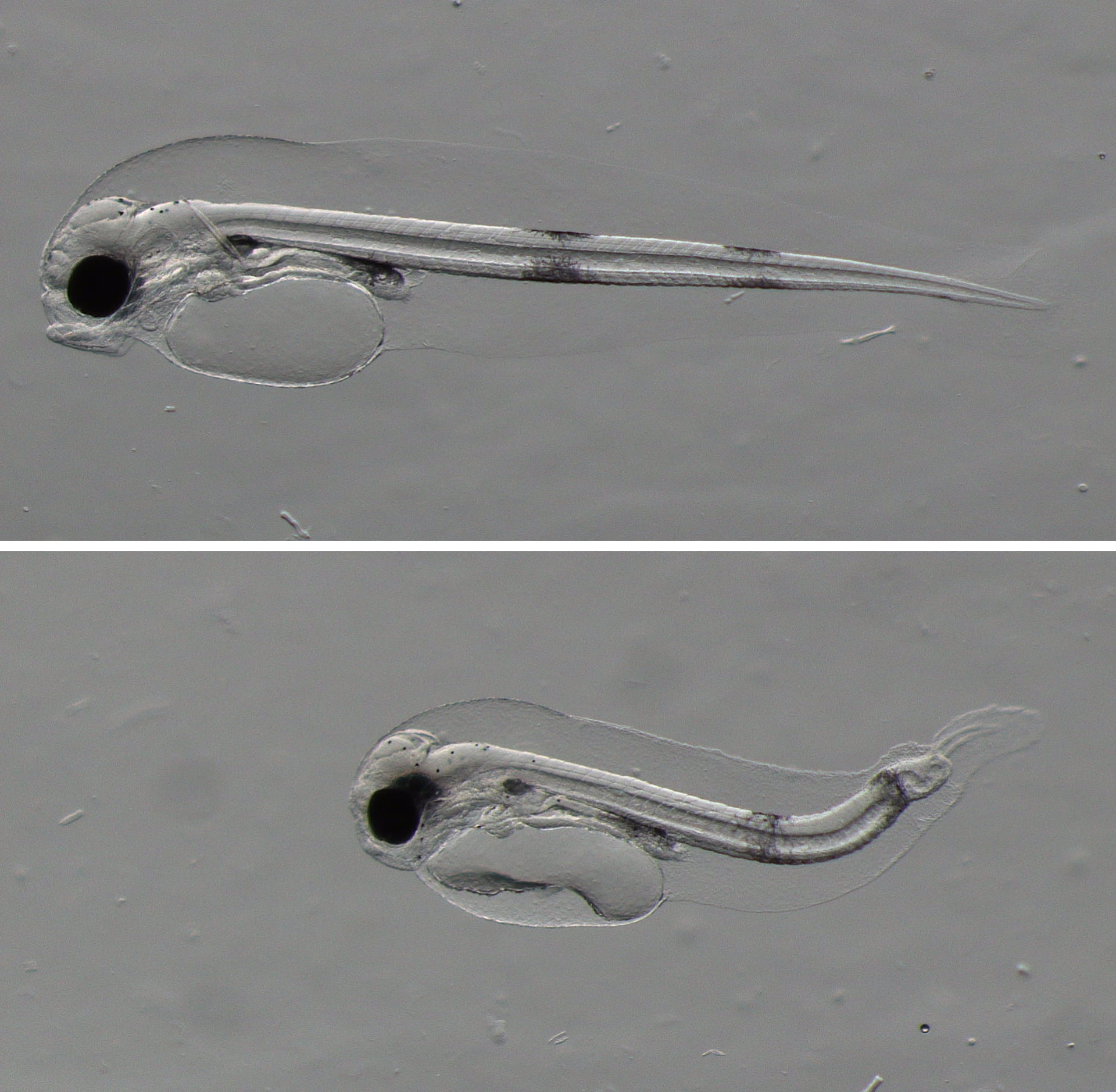 To bilete av torskelarvar sett saman. I øvste bilete er ein normal torskelarve. I det nedste bilete er ein torskelarve med misdanning, der aksen er bøygd på ein unormal måte.