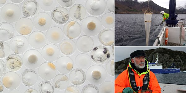 

Kolasj av tre bilder: ett med fiskeegg der en kan se eggene på ulike utviklingsnivå, ett der det henger en egghov utenfor båten mens en person spyler den og ett bilde av en mann som sitter i en liten båt.