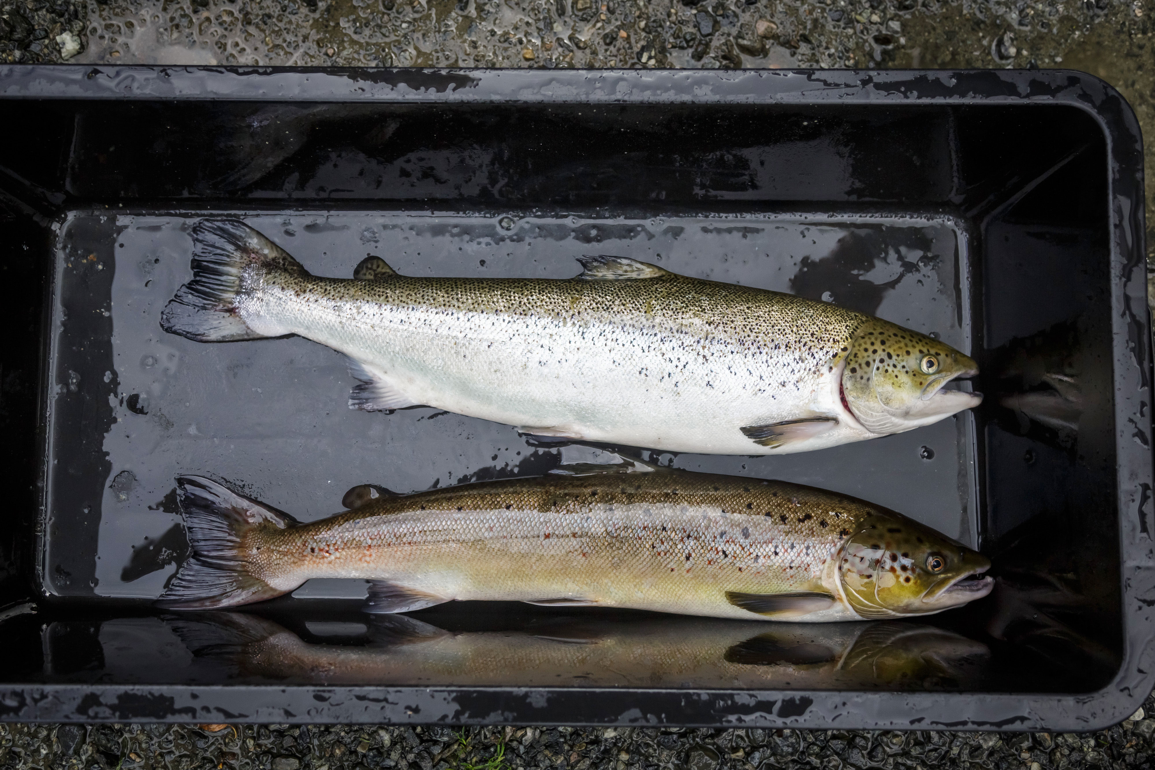 To fiskar ligg ved sidan av kvarandre.