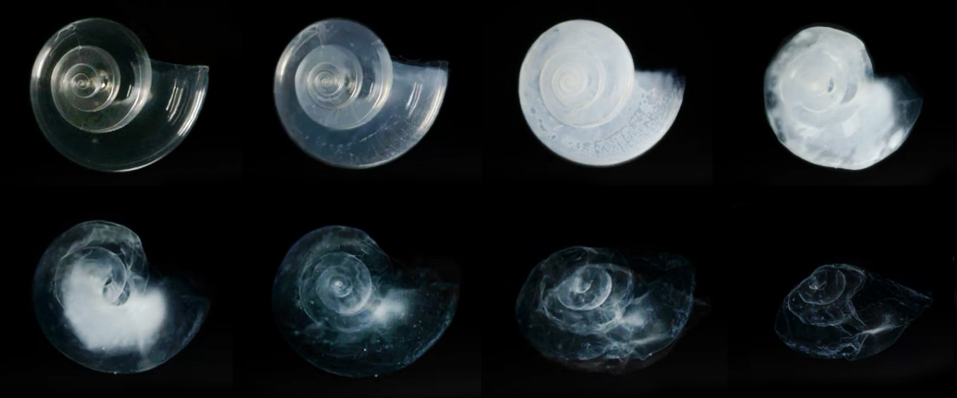 Kalkskall som gradvis oppløses i surt vann.