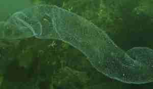 Undervannsbilde av breiflabbeggbånd, mot grønn bakgrunn. Fremstår som en transparent pølse.